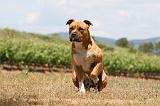 AMSTAFF ADULT 513